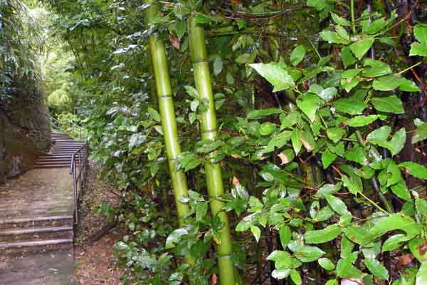 Auch Bambus wächst in Opatija