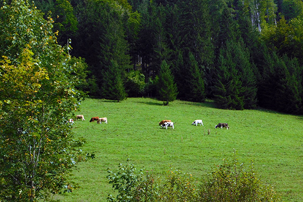 Kühe auf der Weide - in Lunz am See 