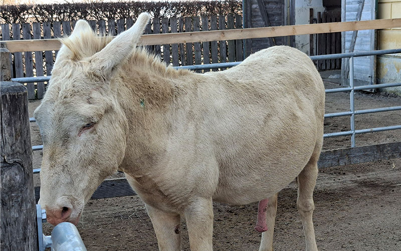 Die berühmten weißen Barockesel