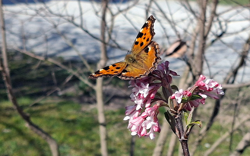 Schmetterling auf einer Blüte