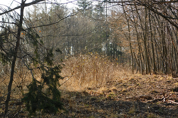 Die Brombeersträuche sind wichtig für den nachwachsenden Wald