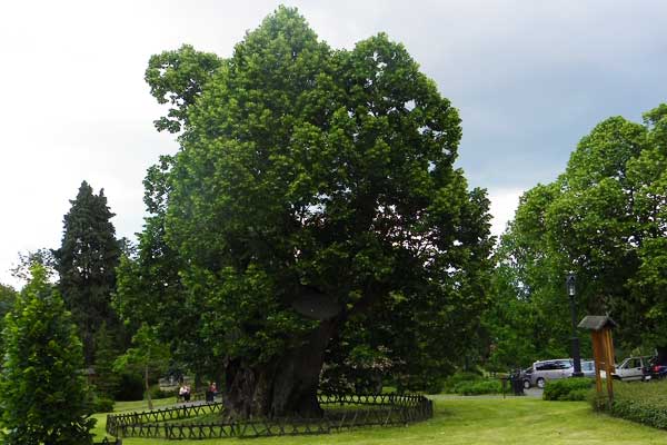 Der Baum von König Matej Korvin, 1301 gepflanzt