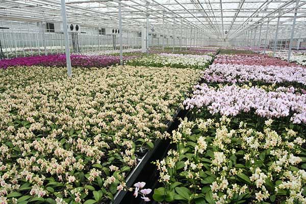 In der Orchideen-Produktion