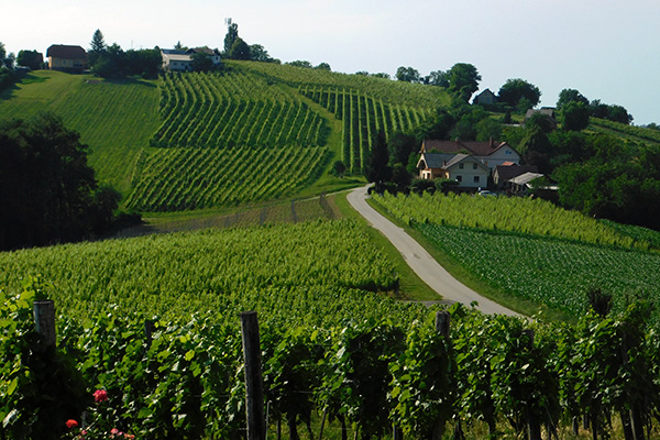 Schmale Straßen führen durch das Weinbaugebiet