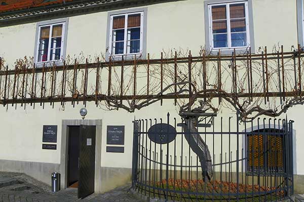Das Haus der Alten Rebe in Maribor 