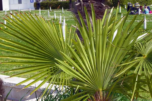 Palmen gehören einfach dazu: Portorož 
