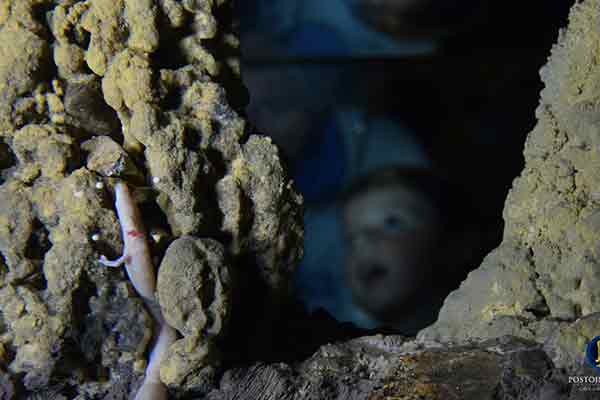 Bewohner der Höhle: Der Grottenolm (Foto © Postojna jama)