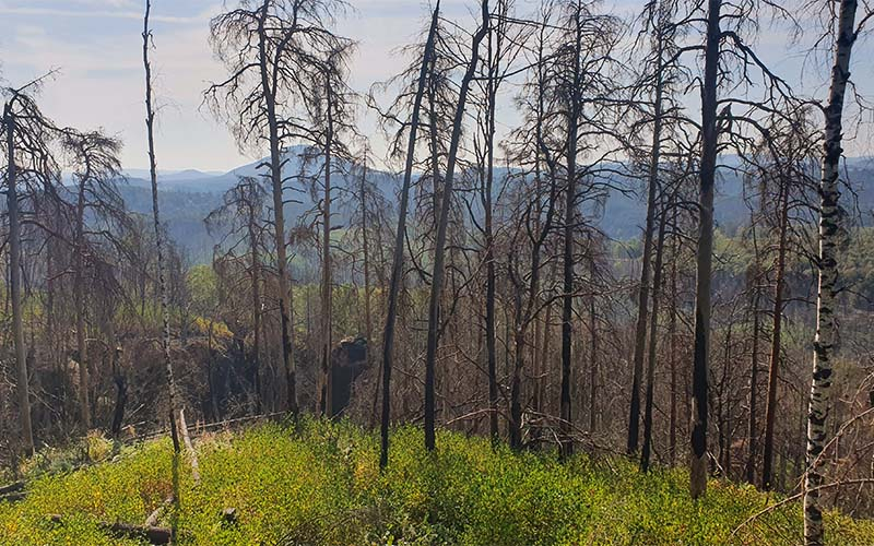 Die Auswirkungen des Waldbrandes sind noch sichtbar