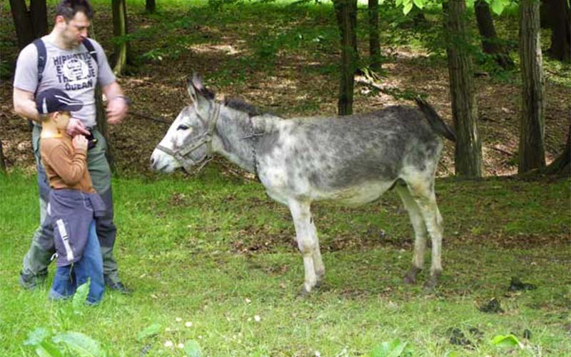 Auch der Esel begrüßt die Besucher