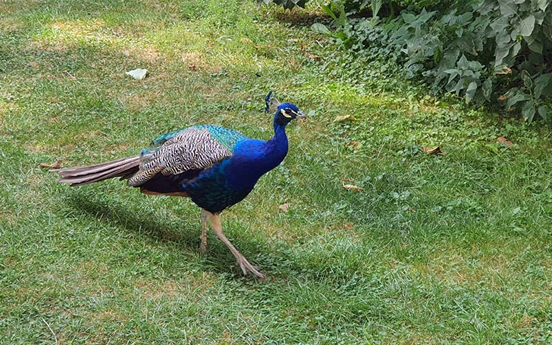 Auch ein Pfau begrüßt uns