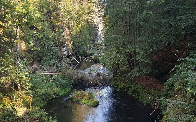 Blick in die Wilde Klamm in der Böhmischen Schweiz