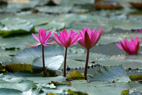 Die Blumen des Thermalsees