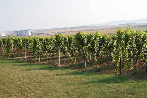 Weinbaugebiete in Tschechien