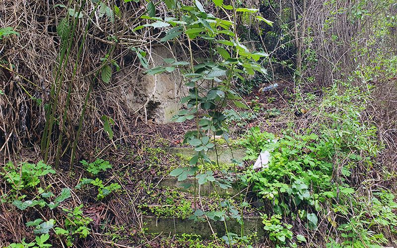 Am Bisamberg beim Weinwanderweg