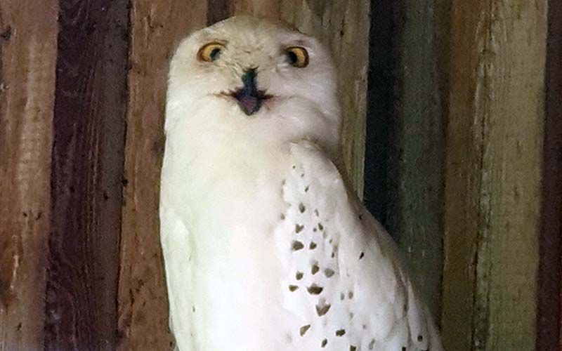 Im Steppen-Tierpark Pamhagen
