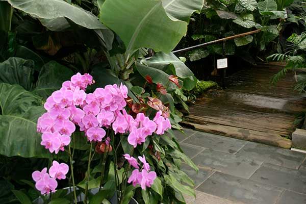 Im tropischen Orchideengarten in Dobrovnik