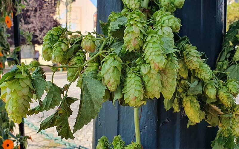 In Žatec (Saaz) dreht sich alles um den Hopfen und das Bier