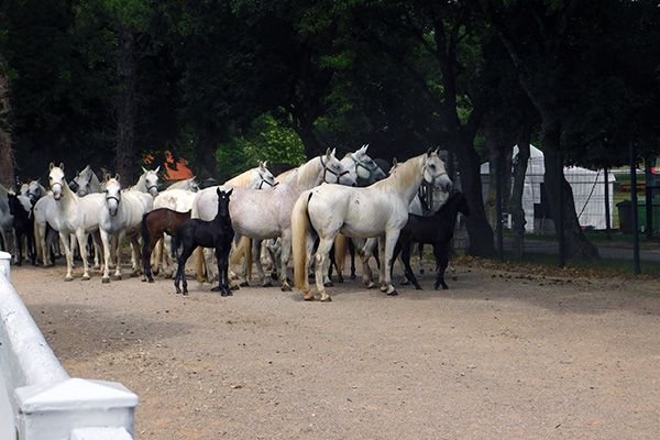 Die weißen Pferde von Lipica (sind nicht immer weiß)