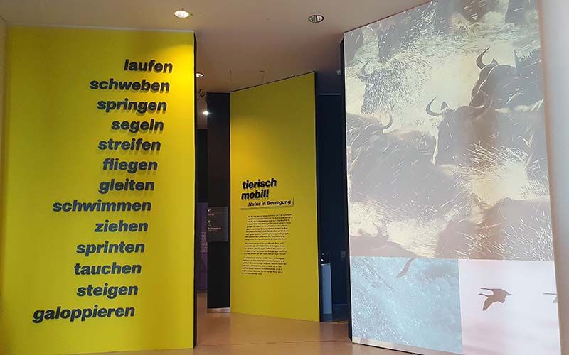 Tierisch mobil im Haus für Natur im Museum Niederösterreich