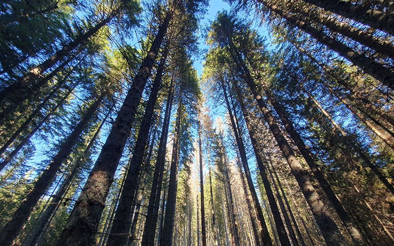 Forest Melody mit Maja und Grega in Bohinj
